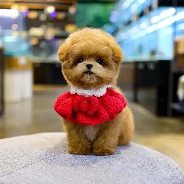 Ozel Ve Tatli Poncik Toy Poodle Yavrularım