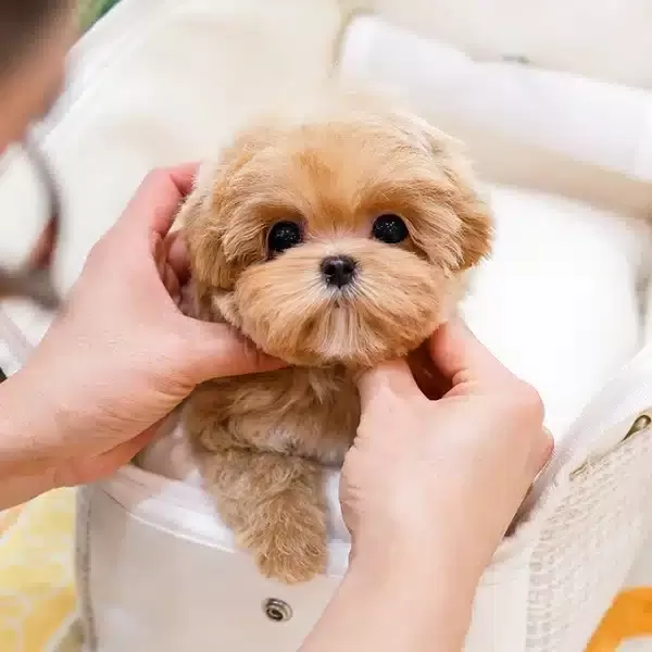 Top Kafa Korean Export Maltipoo Bebeklerim