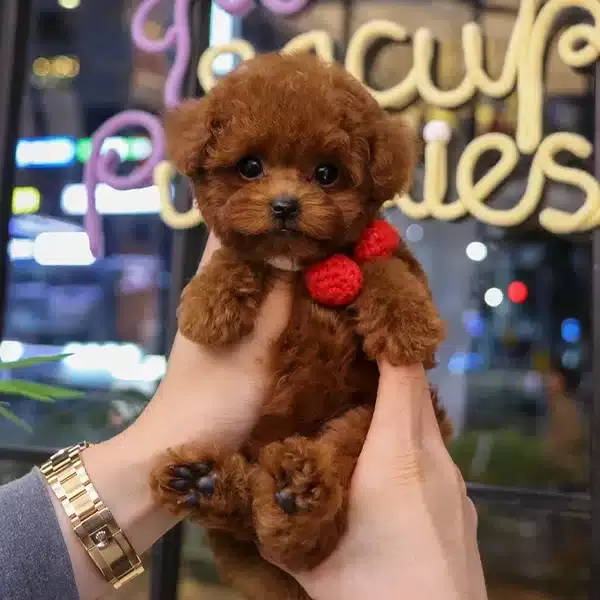 Gerçek Teddy Korean Poodle Bebişlerimiz