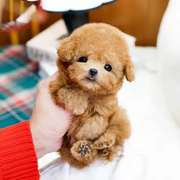 Sevgi Arsizi Korean Toy Poodle Bebişlerimiz