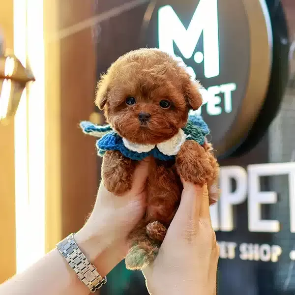 Red Brown Korean Guzellik Toy Poodle Yavrularım
