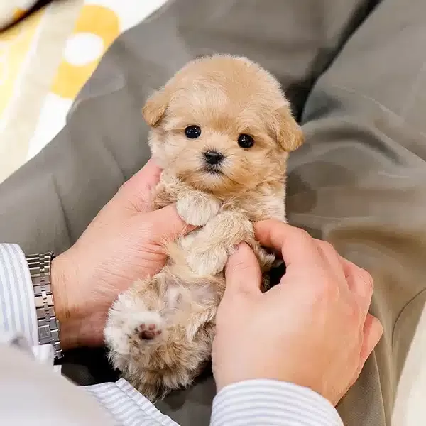 Enfes Tatli Kore Maltipoo Yavrularımiz