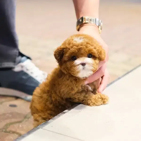 Safkan Irk Garantili Toy Poodle Yavrularım