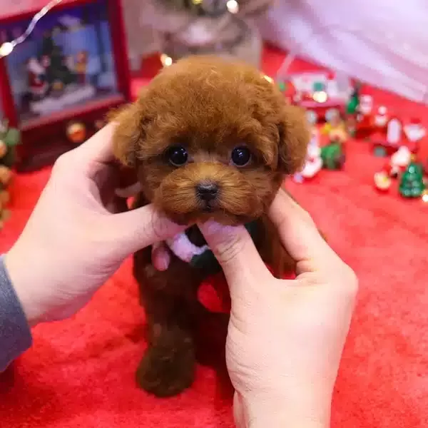Gerçek Teddy Korean Poodle Bebişlerimiz