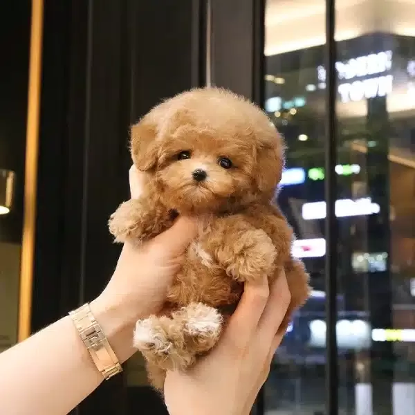 Eğitimli Saglik Garantili Toy Poodle Yavrularım