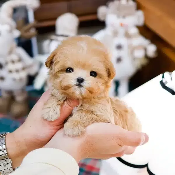 Oyuncak Gorunumlu Maltipoo Bebeklerim