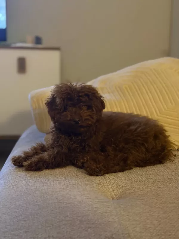 Sağlıklı Tuvalet Eğitimli Toy Poodle