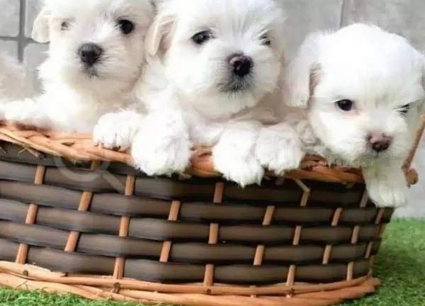 Maltese Terrier Xs Sifir Numara Ev Doğumlu Bebeklerim