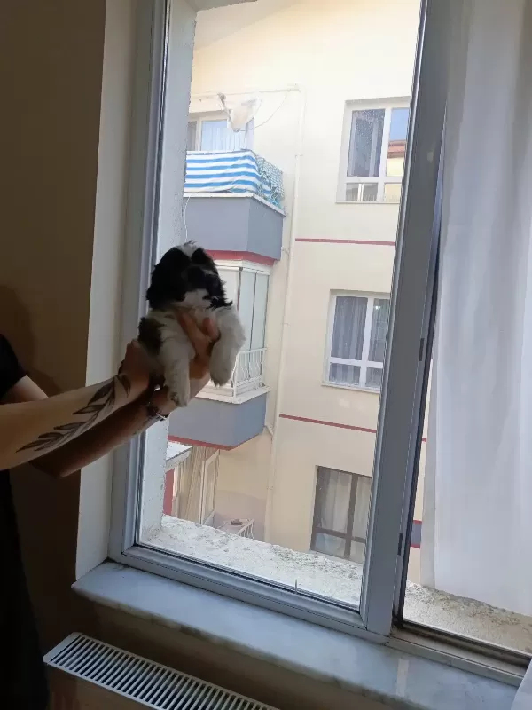 7 Şubat Doğumlu Anne Baba Orjinal Shih-Tzu Çok Uyguna Tam Aile Köpeği