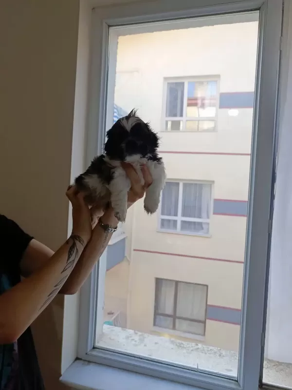 7 Şubat Doğumlu Anne Baba Orjinal Shih-Tzu Çok Uyguna Tam Aile Köpeği