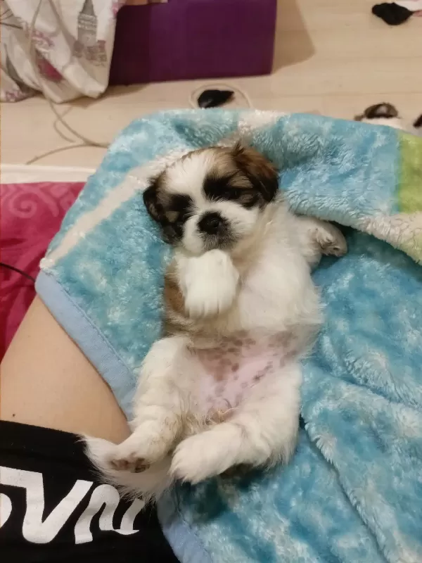 7 Şubat Doğumlu Anne Baba Orjinal Shih-Tzu Çok Uyguna Tam Aile Köpeği
