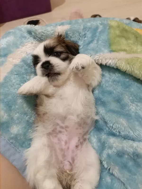 7 Şubat Doğumlu Anne Baba Orjinal Shih-Tzu Çok Uyguna Tam Aile Köpeği