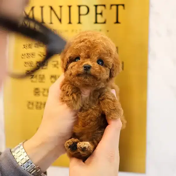 Red Brown Guzellik Abidesi Toy Poodle Cocuklarim