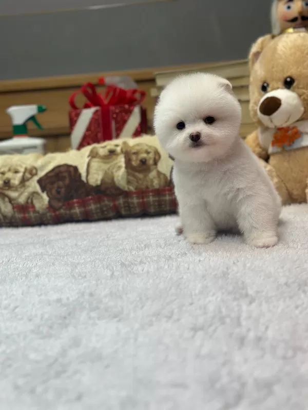 Ayı Surat Pomeranian Boo Yavrularımız