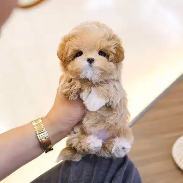 Super Zeki Ust Kalite Toy Poodle Yavrularım