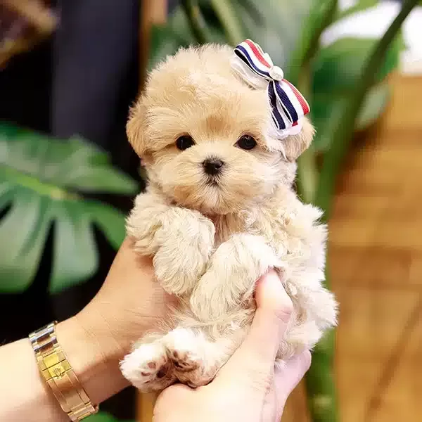 Apricot Renk Yapılı Kore Poodle Bebeklerimiz