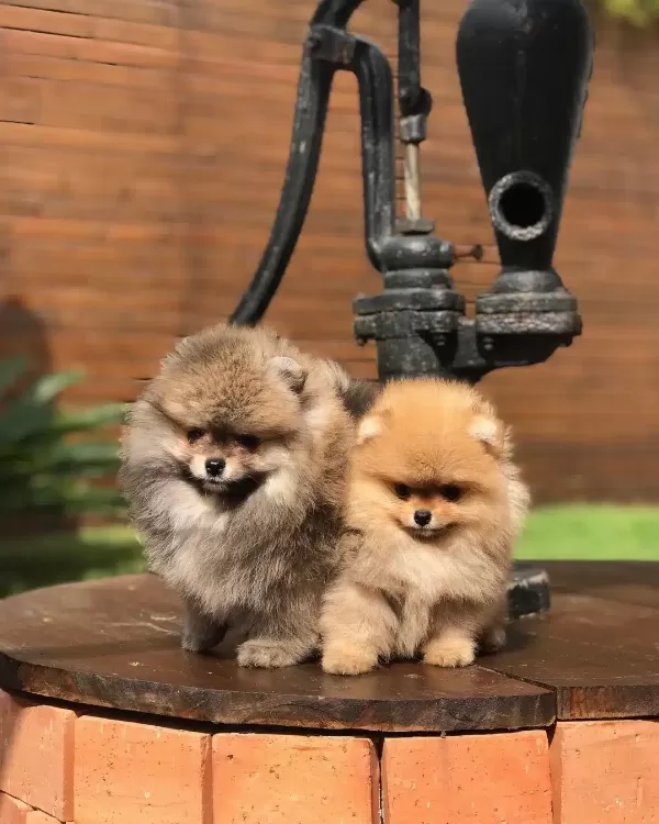 Ayı Surat Pomeranian Boo Yavruları
