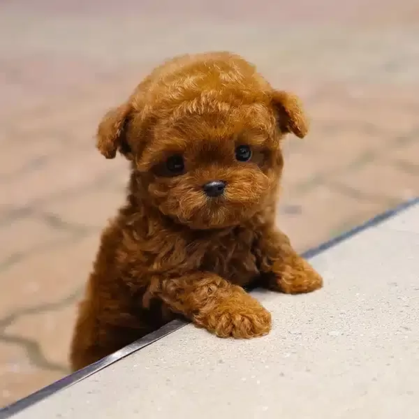 Ayı Surat Kore Toy Poodle Yavrularım