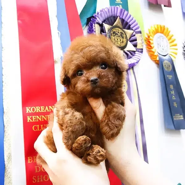 Sevgi Dolu Ozel Toy Poodle Yavrularım