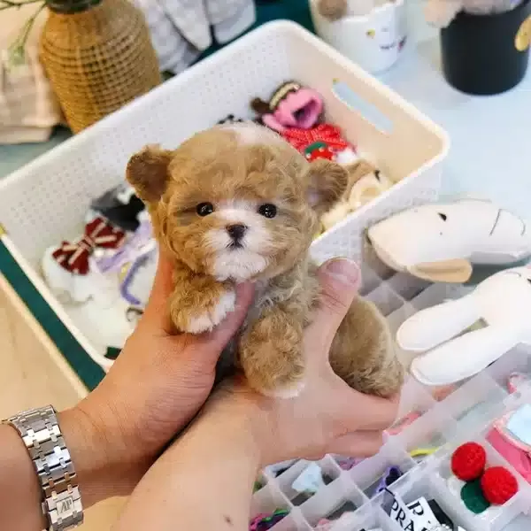 Mukemmel Karekterli Toy Poodle Yavrularım