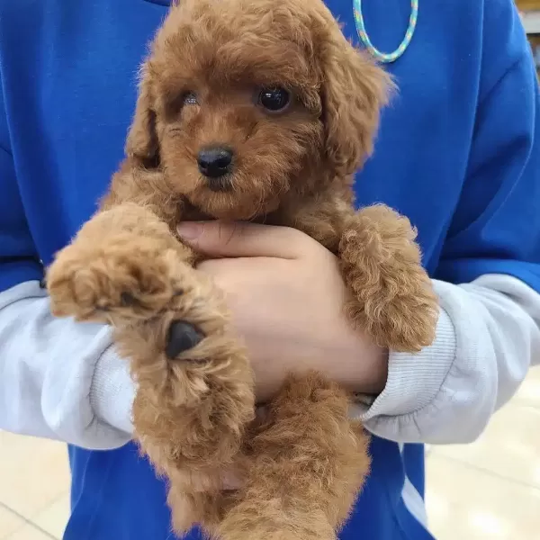 Dünya Tatlısı Toy Poodle Yavruları