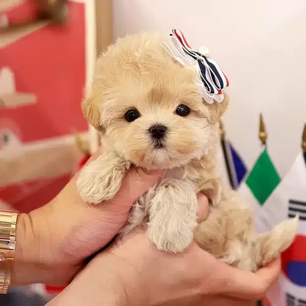 Apricot Renk Yapılı Kore Poodle Bebeklerimiz