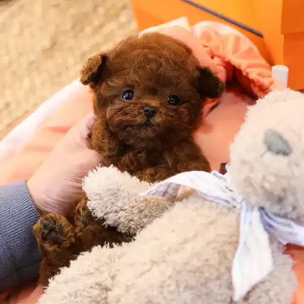 Teddy Face Korean Toy Poodle Bebişlerimiz
