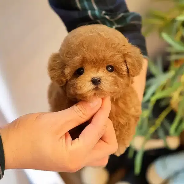 Cok Ozel Ve güzel Tuvalet Eğitimli Toy Poodle Yavrularım