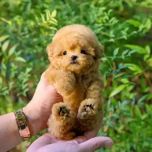 Cok Alilli Sevecen Kalpli Kore Toy Poodle Bebişlerimiz