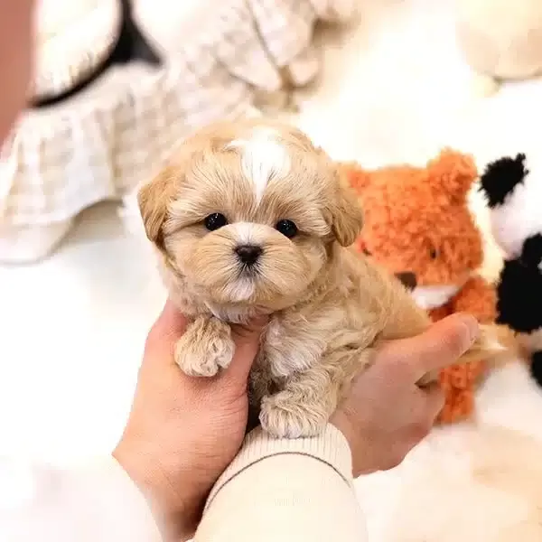 Ozelmi güzel Korean Maltipoo Bebeklerimiz