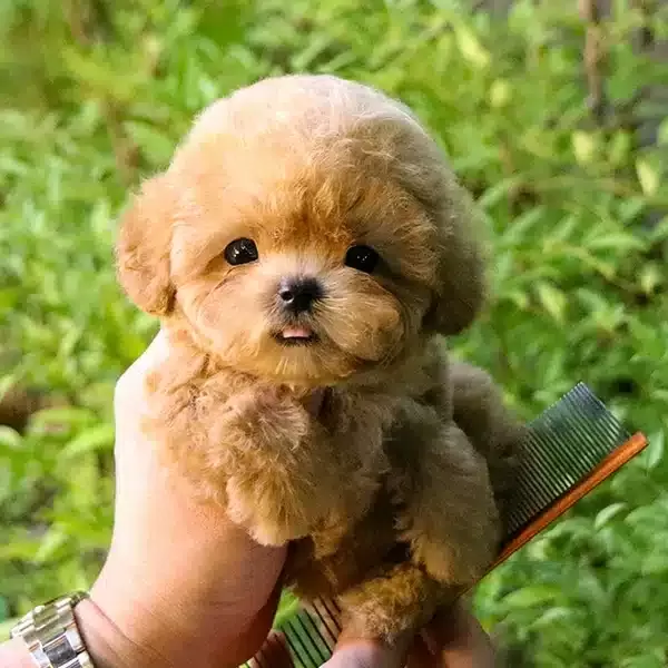 Mutluluk Dagitan Ozel Toy Poodle Bebeklerimiz