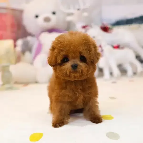 Yildiz Adayi Korean Export Toy Poodle Yavrularım
