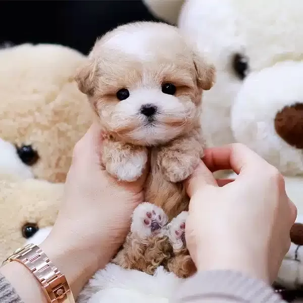 Koreden Gelen Ozel Kan Maltipoo Yavrularımiz