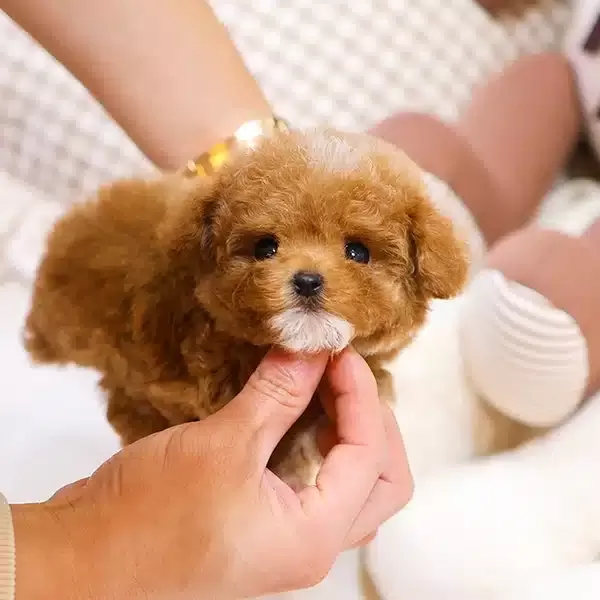 Gelecegin Yildiz Adayi Korean Toy Poodle Yavrumuz