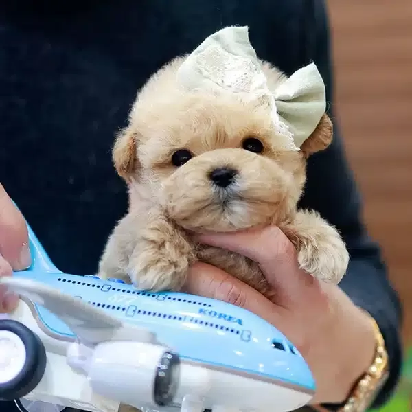 Dunyalar Tatlısı Toy Poodle Bebeklerimiz
