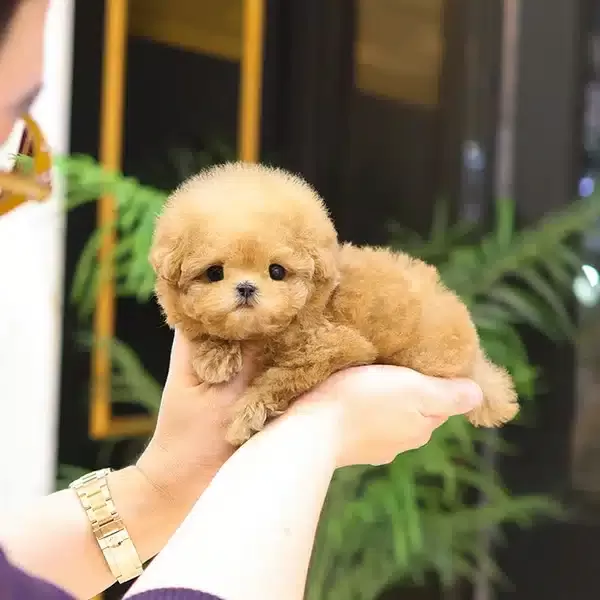 Show Duzeydeki Toy Poodle Cocuklarim