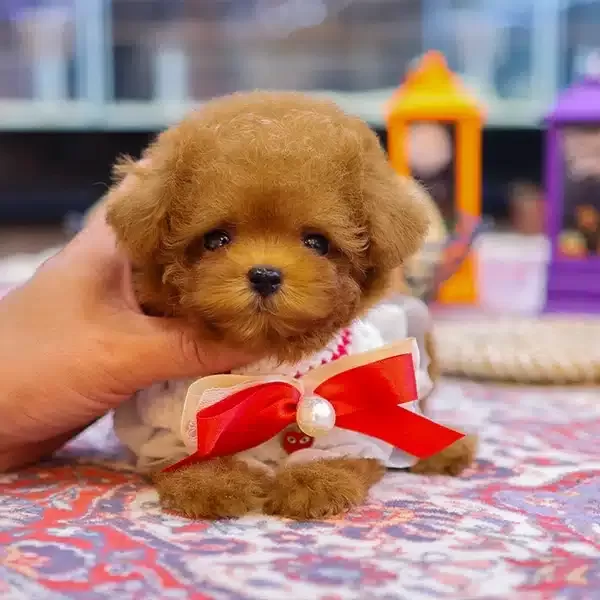Cok Poncik güzel Sevimli Kore Toy Poodle Bebişlerimiz
