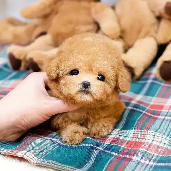 Sevgi Arsizi Korean Toy Poodle Bebişlerimiz