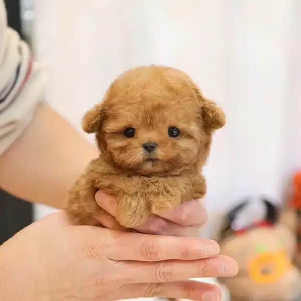 Seker Tadinda Ozel Kore Poodle Cocuklarim