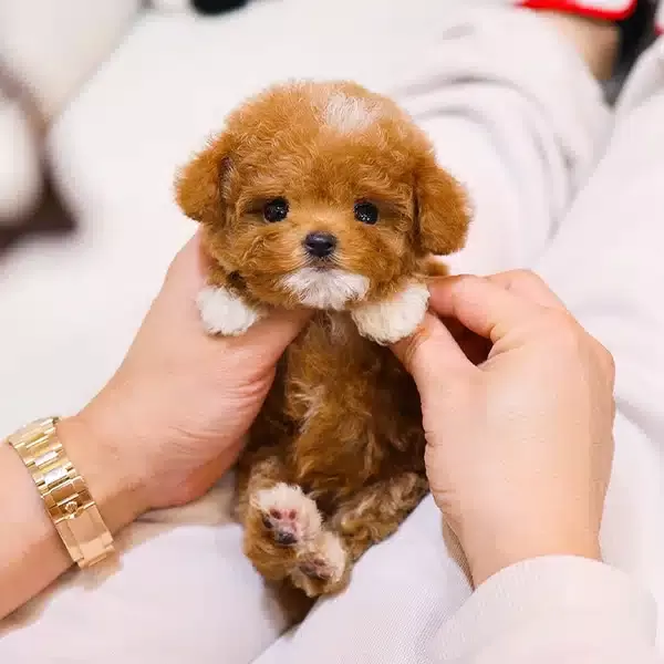 Gelecegin Yildiz Adayi Korean Toy Poodle Yavrumuz