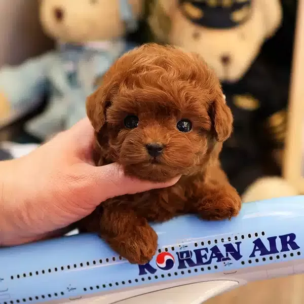 Dark Red Brown Kore Toy Poodle Cocuklarim