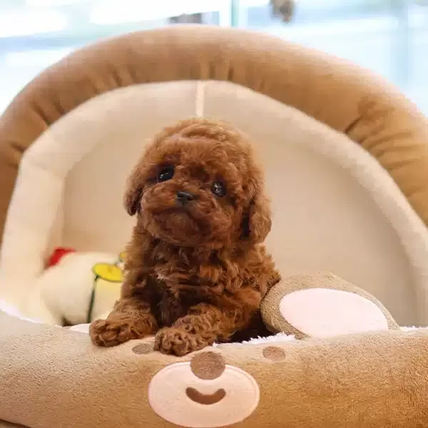 Fincan Boyut Toy Poodle Bebeklerimiz
