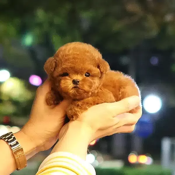 Korenin Yildizi Kore Toy Poodle Bebeklerimiz