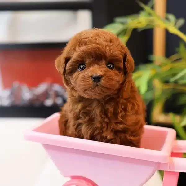Dark Red Brown Kore Toy Poodle Cocuklarim