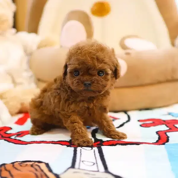 Koreden Gelen Ozel Toy Poodle Cocuklarim