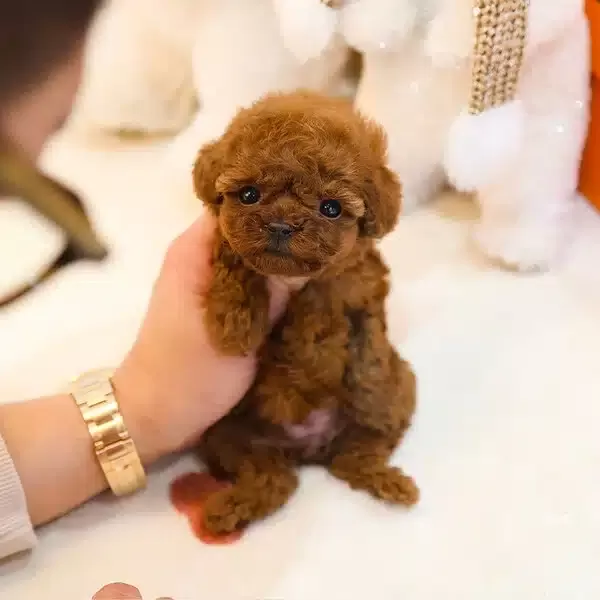 Koreden Gelen Ozel Toy Poodle Cocuklarim