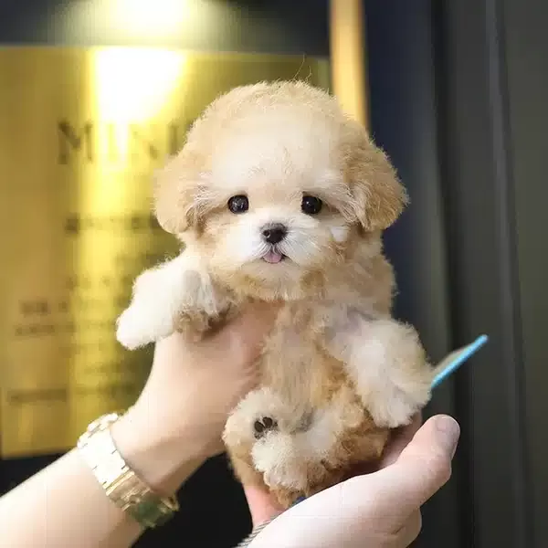 Super Star Kore Toy Poodle Bebişlerimiz