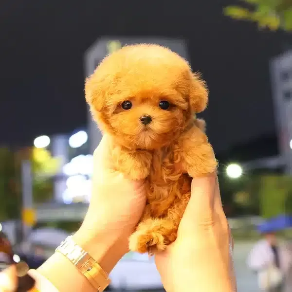 Minnak Ve Tatli Ozel Korean Toy Poodle Bebişlerimiz