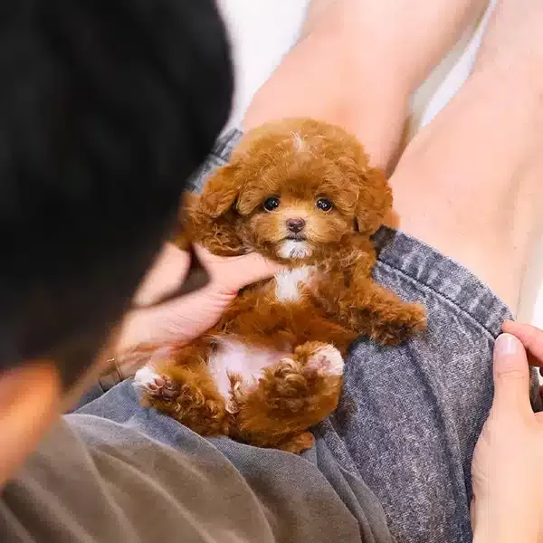 Cok Mu Cok Ozel Toy Poodle Bebeklerimiz
