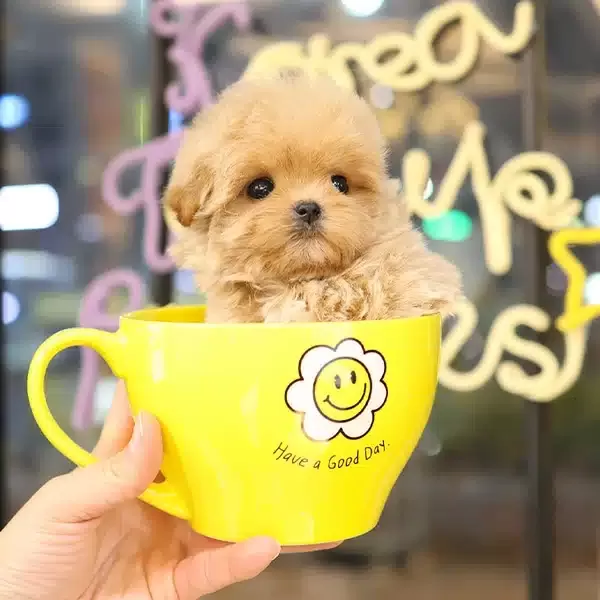 Maltipoo Bebişlerimiz Sahnede